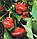 Ямайський Гарячий червоний перець чилі, фото 5