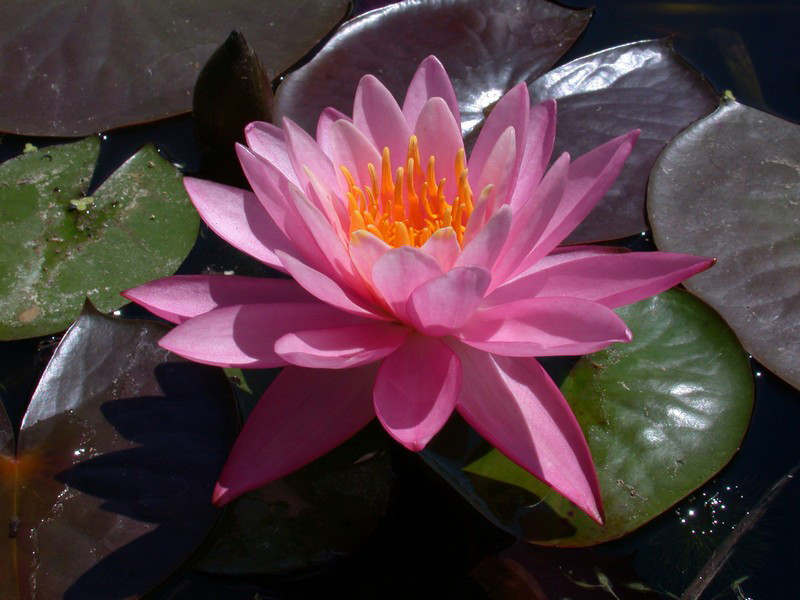 ЛАТАТТЯ, НІМФЕЯ "НАЙДЖЕЛ" (відросток з голим корінням), фото 1