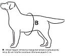 Шлея Police N4 70-100 см DogExtremе для собак з ліхтариком зі змінним ліпленням чорна, фото 5