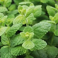 Мята круглолистная Яблочная (Mentha rotundifolia)(Контейнер Р9 - 0,5л)