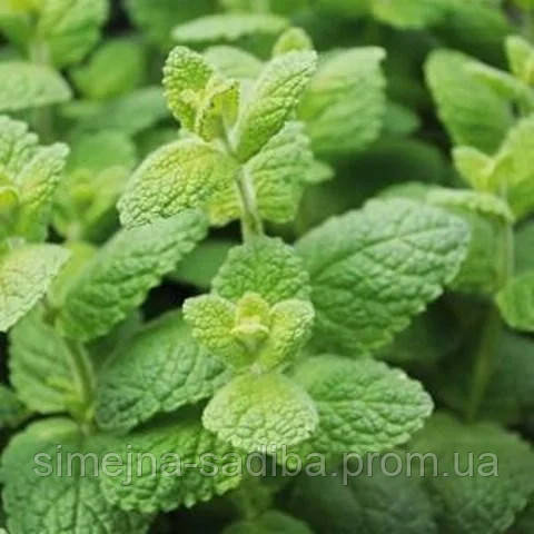 Мята круглолистная Яблочная (Mentha rotundifolia)(Контейнер Р9 - 0,5л) - фото 1 - id-p1127893639