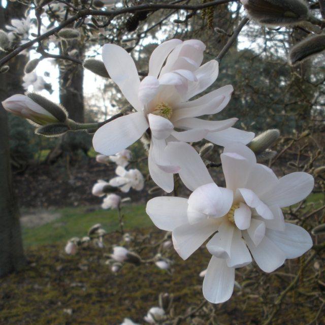 Магнолія зірчаста Ватерлілі / Magnolia stellata Waterlily