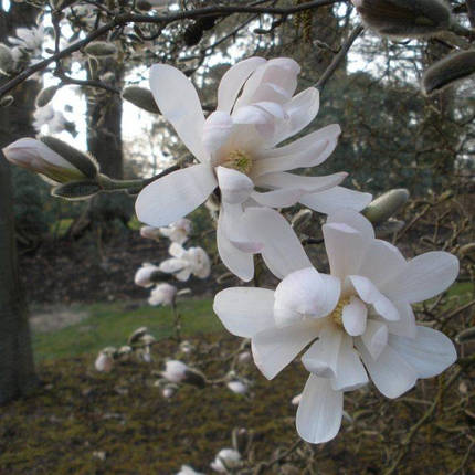Магнолія зірчаста Ватерлілі / Magnolia stellata Waterlily, фото 1