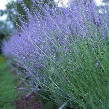 Полинь Перовська лебедина