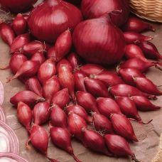 Озима цибуля саджанка Ред Барон 10 кг мішок Голландія LKE 8-21мм