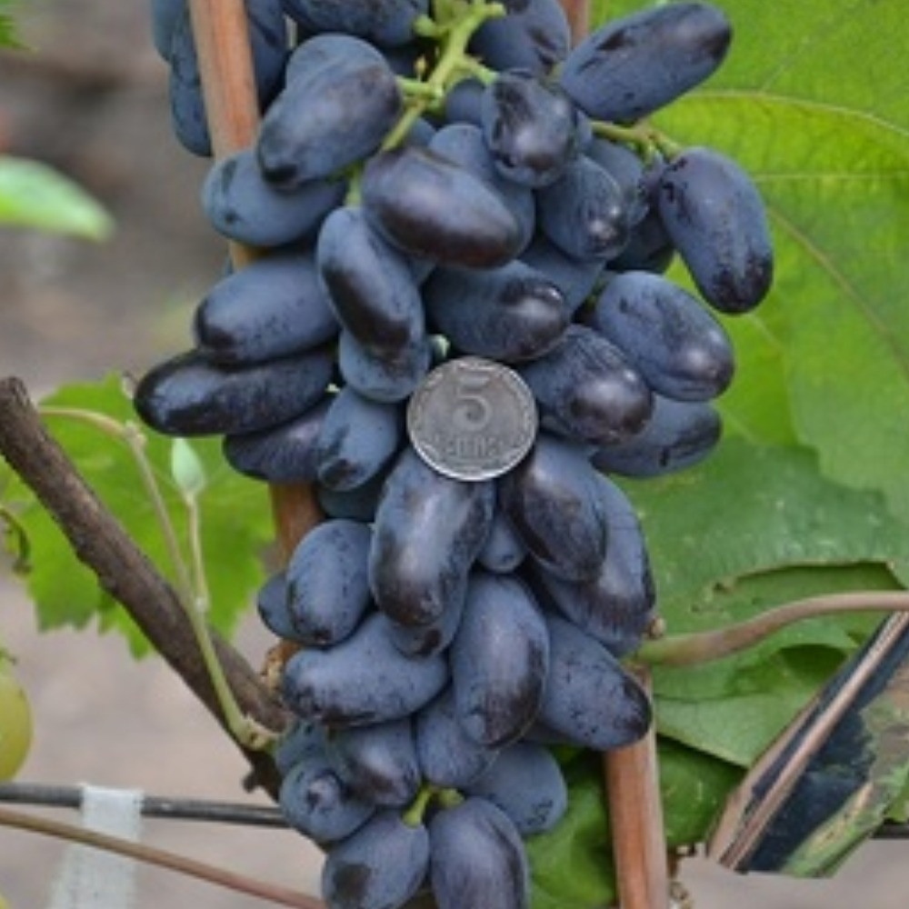 Виноград столовий Байконур (ранній), фото 1