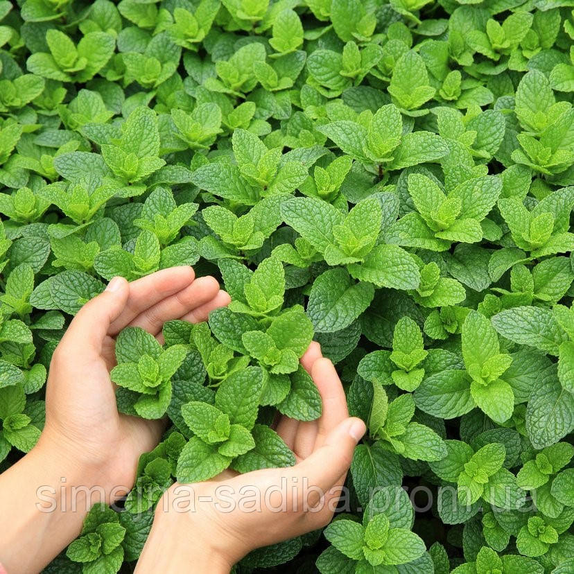 Мята Ментоловая (Mentha × piperita menthol)(Контейнер Р9 - 0,5л) - фото 1 - id-p1128196692