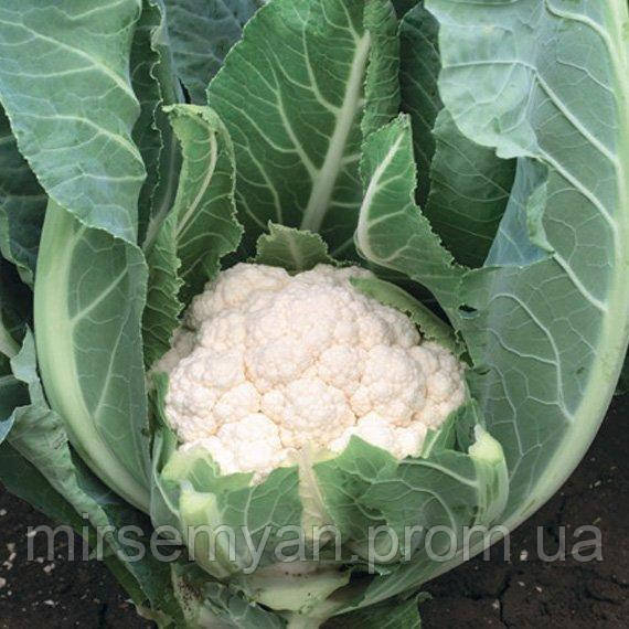 Капуста цвітна Альмагро F1 2500 н. Сингента (Syngenta), фото 1