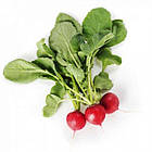 Редис "Бєлсей F1 / Belsay F1" 25 000 с. (фракція 2.25 – 3.25) Rijk Zwaan