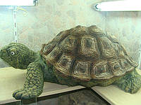 Керамическая черепаха 1-ая