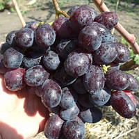 Саджанці столового винограду Олімп - ранній, великоплідний, урожайний