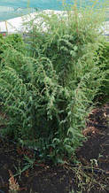 Ялівець китайський "Блю Альпс" Juniperus chinensis 'Blue Alps'.Хвойні рослини.