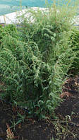 Ялівець китайський "Блю Альпс" Juniperus chinensis 'Blue Alps'.Хвойні рослини.