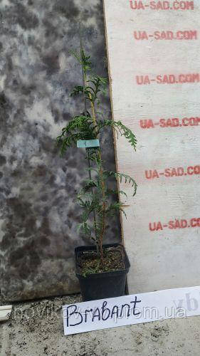 Туя Брабант.Thuja оccidentalis Brabant (Брабант ).Хвойні рослини.