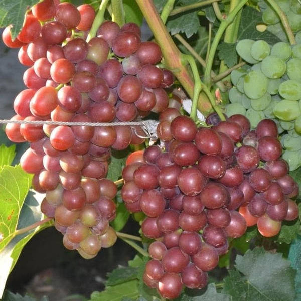 Саженцы столового винограда Пёстрый - очень ранний