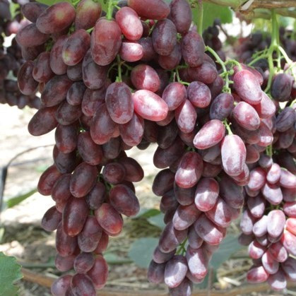 Саджанці столового винограду Румейка - дуже ранній, урожайний, фото 1
