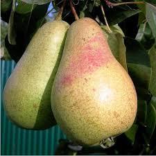 Груша Стрийська (зимова), фото 1