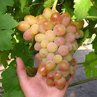 Вегетирующие саженцы столового винограда Белое Чудо - очень раннего срока, крупноплодный, морозостойкий