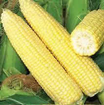 Семена Кукурузы Seminis Сигнет F1 5000шт - фото 1 - id-p1128508435