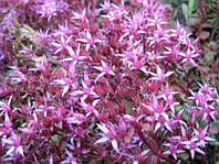 Очиток ложный (Sedum spurium 'Red Carpеt') Р9