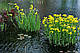 ІРИС БОЛОТЯНИЙ ЖОВТИЙ, ВОДЯНИЙ ПІВНИК (доросла рослина з голим корінням), фото 5