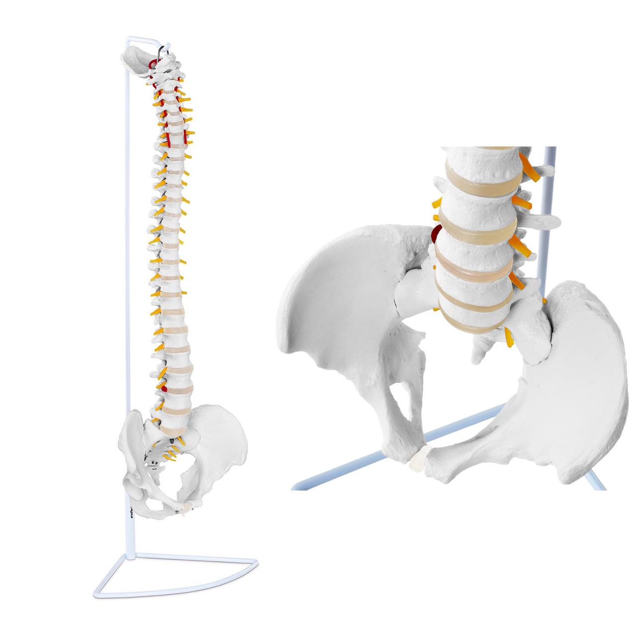 Анатомічна модель людського хребта чоловічого тазу 76 см, фото 1