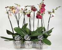 Товари для орхідей