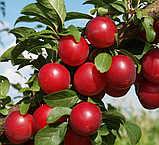 Слива Старкінг Делішес. (вв). Підщепа пуміселект, фото 3