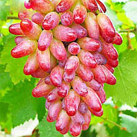 Вегетирующие саженцы столового винограда Оригинал - средне-позднего срока, урожайный, морозостойкий
