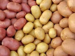 Голландська картопля