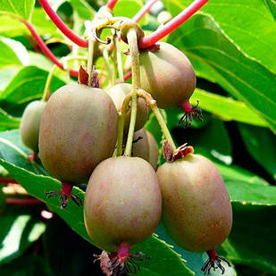 Саджанці актинідії (ківі) Самоплідна (Self-fertile) дворічна - самоплідна, морозостійка С1.5