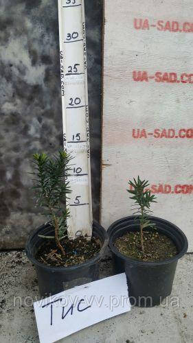 TAXUS, ТИС КОЛОНОВИДНИЙ. Хвойні рослини.Горщик Р9. Горщик П9