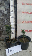 TAXUS, ТИС КОЛОНОВИДНИЙ. Хвойні рослини.Горщик Р9. Горщик П9