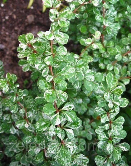 Барбарис Тунберга Келлеріс Berberis Thunbergii Kelleriis