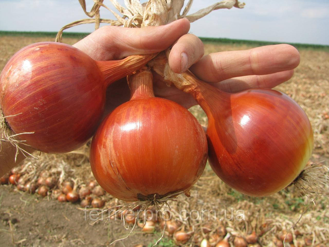 Насіння цибулі Амадеус F1 (AGX 96-720), 250 000 насіння Agri Saaten, фото 1