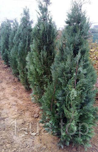 Кипорисовик lawsoniana Pelt s Blue. Хвойные растения.Горшок Р9. Горшок П9 - фото 2 - id-p1129097831