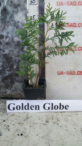 Туя західна Golden Globe. Туя західна Голден Глоуб. Хвойні рослини.Горщик Р9. Горщик П9