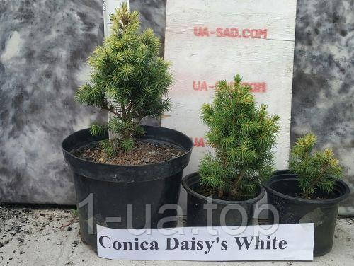 Conica Daisy's White .сиза Дейзі Уайт. Хвойні рослини.Горщик Р9. Горщик П9