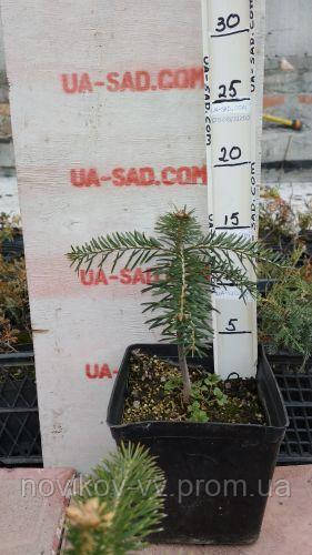 Abies.Ялиця кавказька Амболури .Хвойні рослини.Горщик Р9. Горщик П9