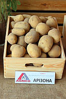 Картопля Аризона 80 грн/2,5 кг