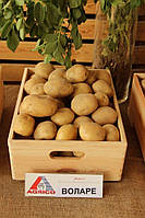 Картопля Воларе 100 грн/2,5 кг