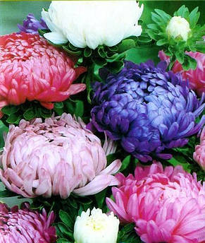 Айстра Трояндоподібна суміш, насіння 0.3 г, Яскрава, фото 2