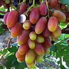 Вегетуючі саджанці столового винограду Катруся Каховська (Тропіканка) - ранній, великоплідний, десертний, фото 2