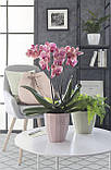 Орхидейница Elegance, керамика, 14", светло-серый, фото 2