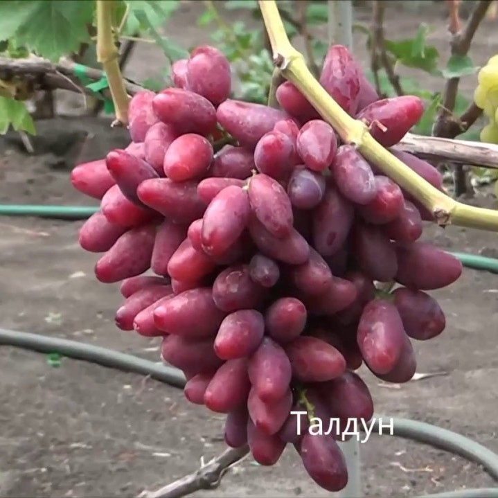 Саджанці столового винограду Талдун - ранній, десертний, урожайний