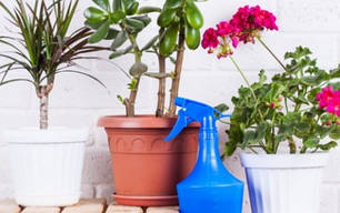 Захист кімнатних рослин від шкідників і хвороб.