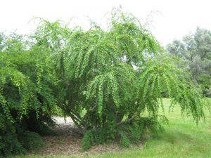 Секурінега напівкущова 2 річна, Securinega suffruticosa, фото 1