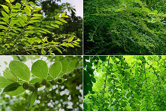 Секурінега напівкущова 2 річна, Securinega suffruticosa, фото 4