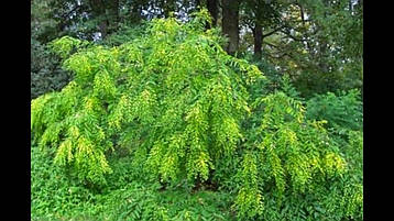 Секурінега напівкущова 2 річна, Securinega suffruticosa, фото 3