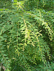Секурінега напівкущова 2 річна, Securinega suffruticosa, фото 5